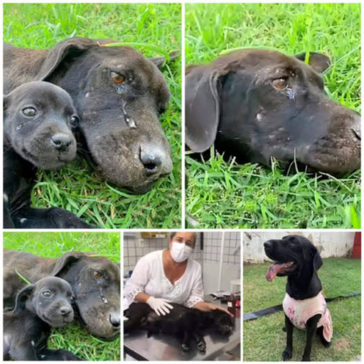 The Heartfelt Story of a Starving Dog Fighting to Protect and Nurture Her Beloved Puppy-pvth