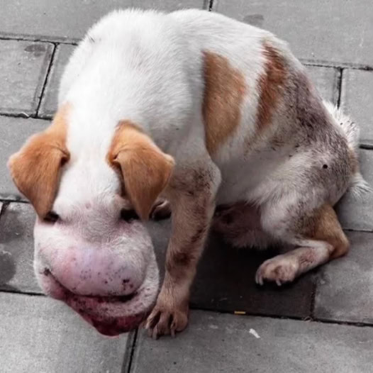 The challenging life of a street dog with a tumor that is malnourished and unable to scream