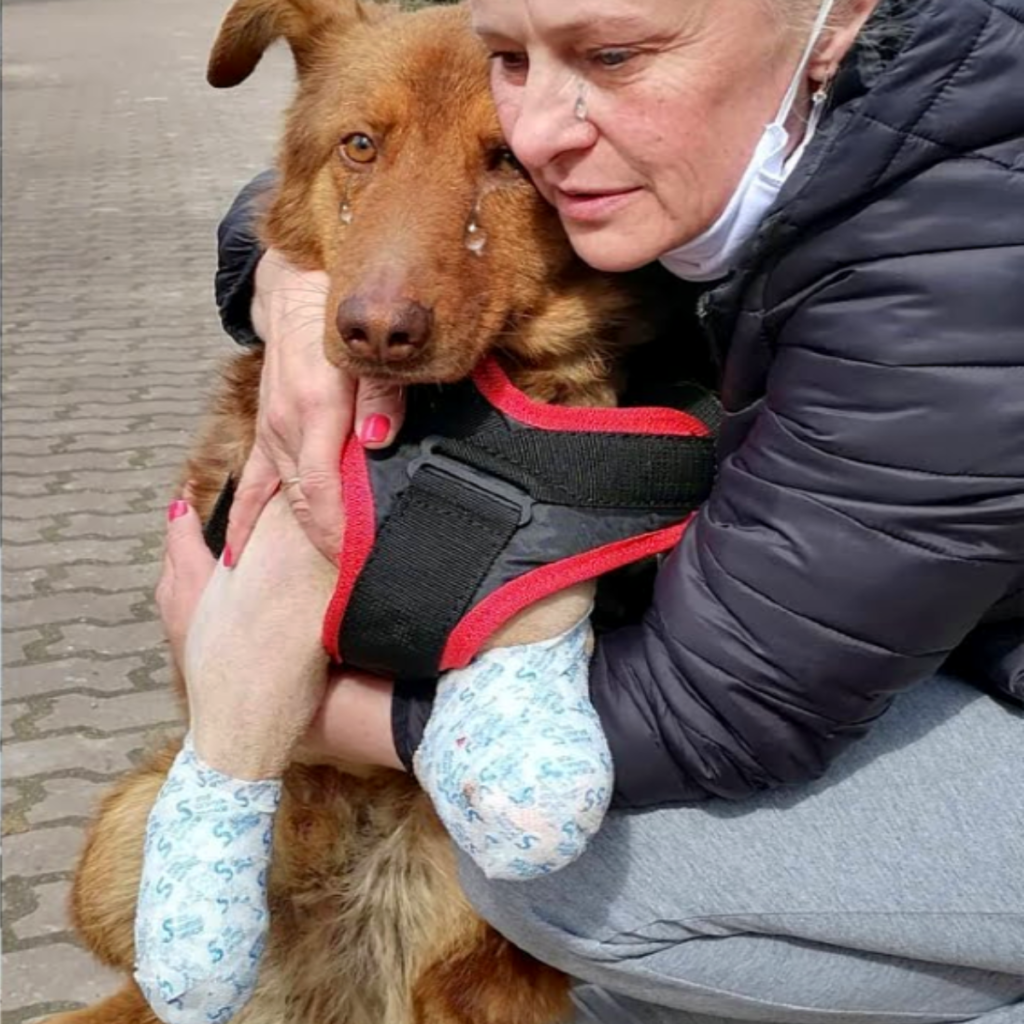 The disabled dog aspires to lead an exciting and busy life. On this day, his birthday, please send him your best wishes for happiness and serenity.