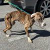 The dog was found outside the church begging for help.