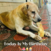 The dog was lonely next to the bread on his birthday, no one seemed to care about him. He looked so pitiful.dvh