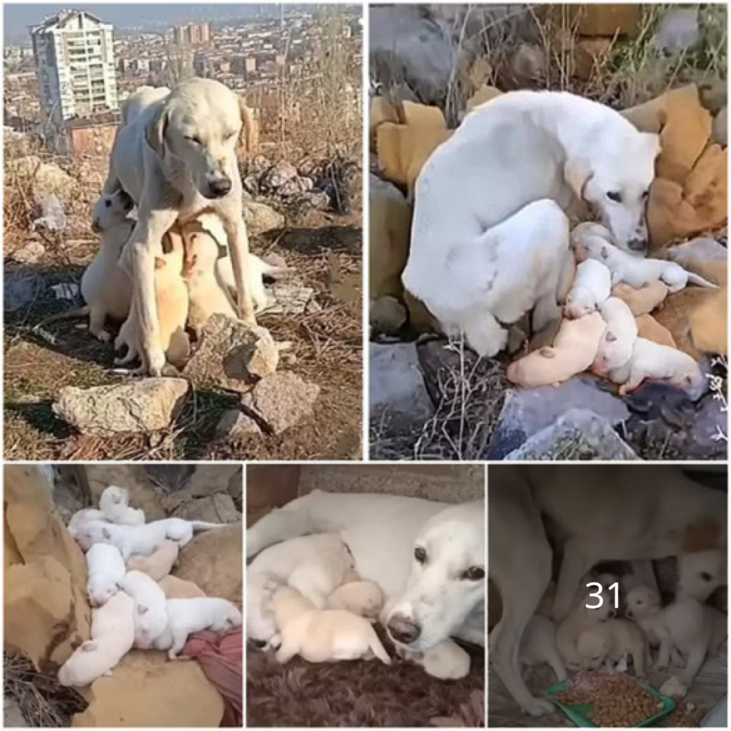 The emaciated mother dog endured weeks of hunger to feed her puppies until a kind-hearted individual came to the rescue of her and her babies.dvh