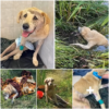 The injured dog slipped into a river but was saved just in time, and with his owner’s dedication, he made a remarkable recovery-pvth