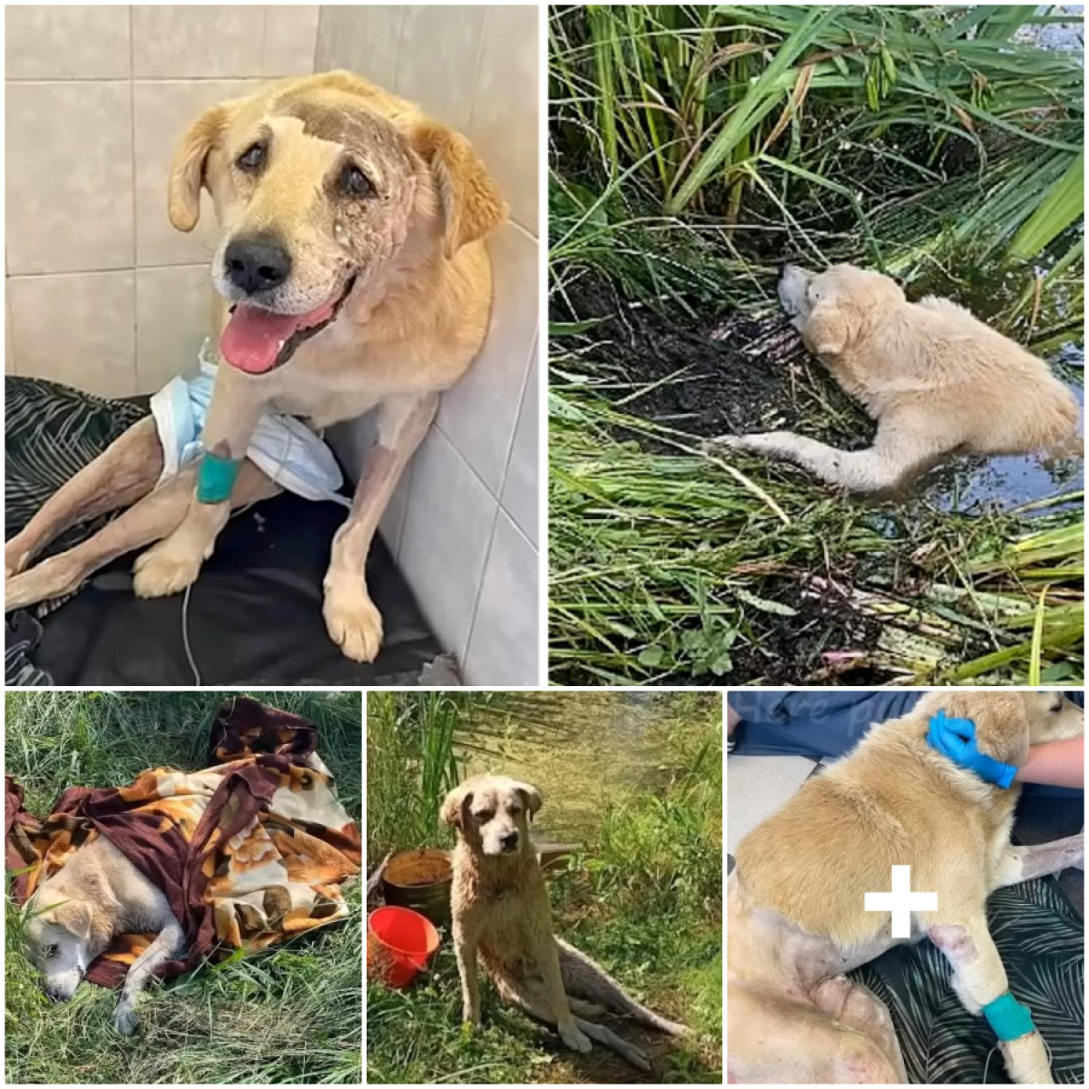 The injured dog slipped into a river but was saved just in time, and with his owner’s dedication, he made a remarkable recovery-pvth