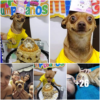 The little dog is overjoyed as people remembered and celebrated his birthday, filling him with happiness.dvh