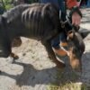 The melancholic dog clung to the hope that his owners would return for him on his birthday