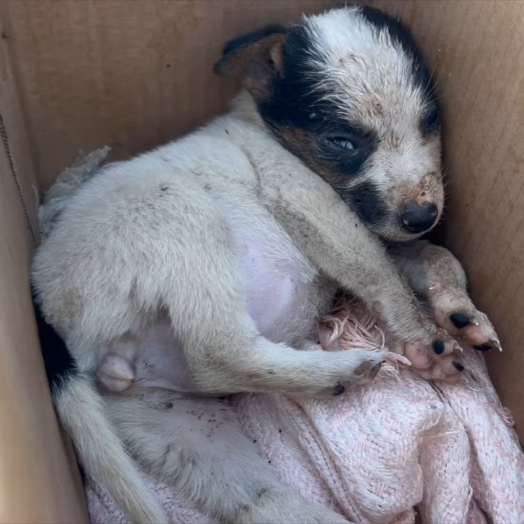 The puppy is lonely after her owner abandoned her, but she has no idea that her luck is about to change for the better!