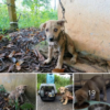 The story of an abandoned dog trembling with fear in an old barn.dvh