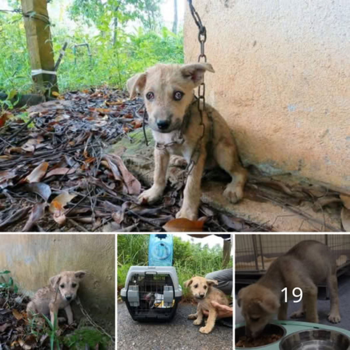 The story of an abandoned dog trembling with fear in an old barn.dvh