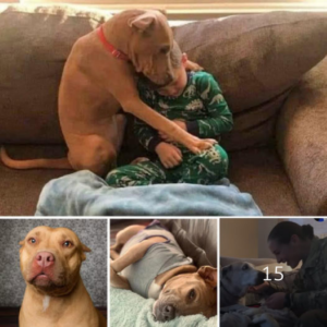 Their first night in a warm, loving forever home, away from the shelter, is a heart-melting moment of pure joy and contentment, marking the start of a beautiful new chapter.dvh