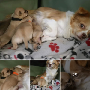 "They are her puppies now!" – Orphaned puppies adopted by a dog five days after she lost her own litter.dvh