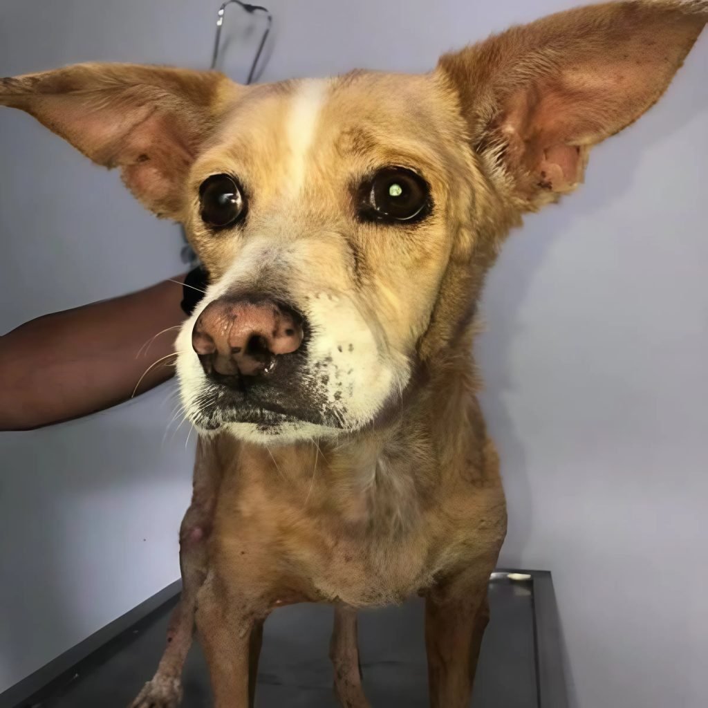 They ensure that a dying dog is happy until her last breath by taking her to the water for a final goodbye.