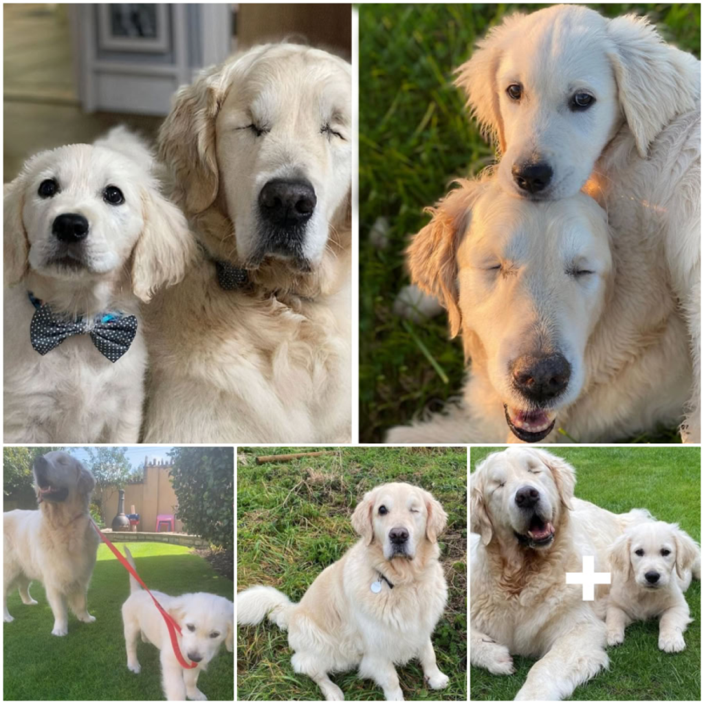 This Loving Labrador Puppy Steps Up as a Companion and Guide for an Elderly Blind Dog-pvth