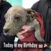 Tiny Bald Puppies Abandoned and Given a New Hope on Their Birthday.dvh