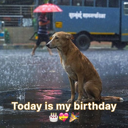 Today is my 1st birthday, and I’m feeling sad because no one has thought to wish me birthday 🎂😔.-huy678d