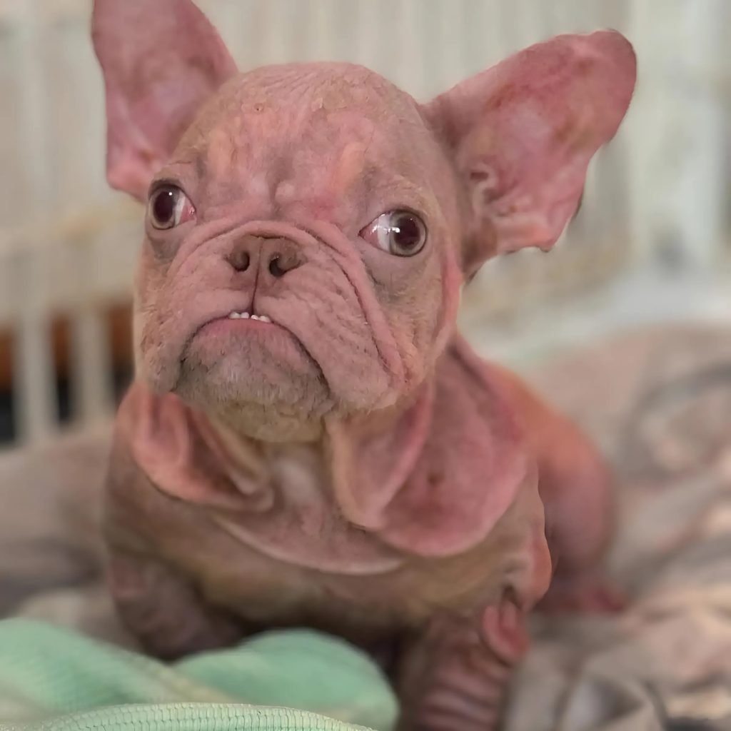 Today is my Birthday, In the loveliest way imaginable, this gorgeous tiny pink puppy makes people smile