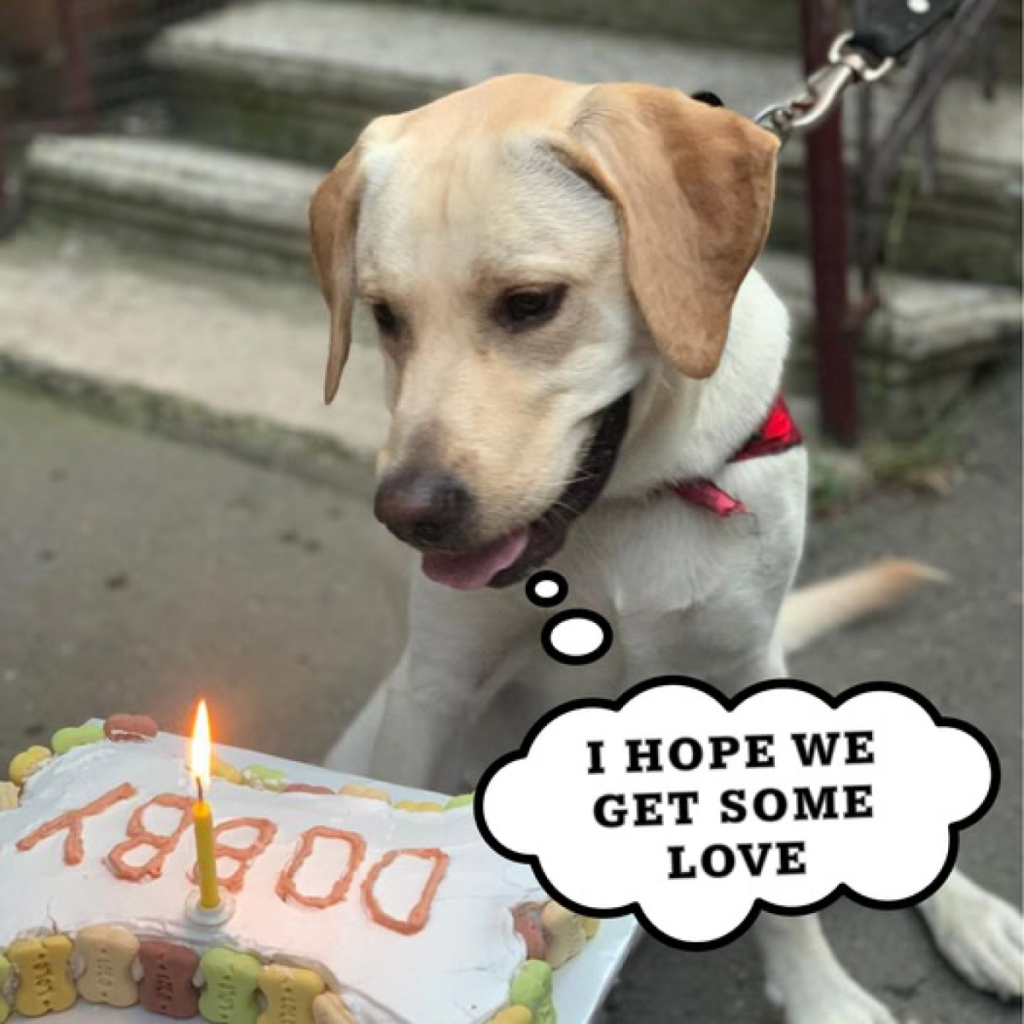 Today is my birthday. I know I'm cute, but still no one congratulates me.dvh