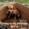 Today is my birthday, but I feel sad because no one remembered to wish me a happy birthday 🎂😔.dlam