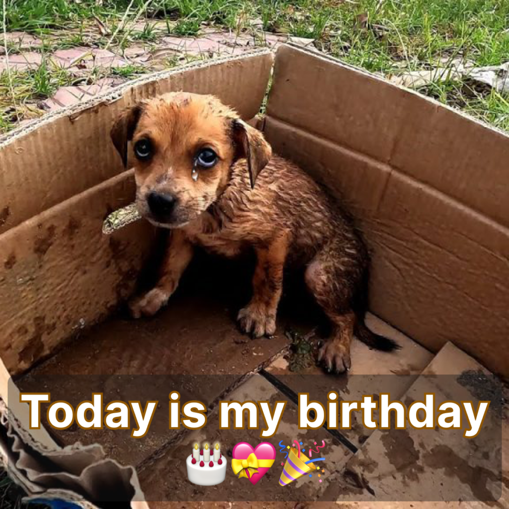 Today is my birthday, but I feel sad because no one remembered to wish me a happy birthday 🎂😔.dlam