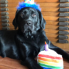 Today is my birthday, but I'm feeling blue since no one has taken the time to send me birthday greetings.