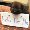 Today is my birthday, the puppy was abandoned because help was not heard