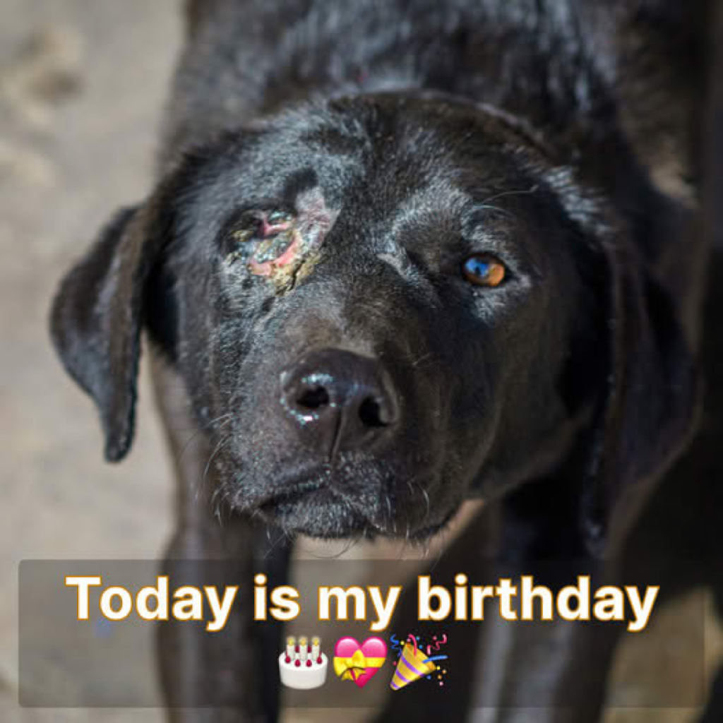 Today marks my birthday, yet I'm feeling quite somber and apologetic. No one has extended their wishes, perhaps because I'm just a dog with no family around-pvth