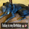 Today we celebrate his birthday 🥳, a stray dog with a tumor who discovered love in his final days, right up until his last breath.dvh