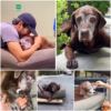 Tragedy in the Garden: Man Crumbles to His Knees as Loyal Senior Dog Passes Away-pvth