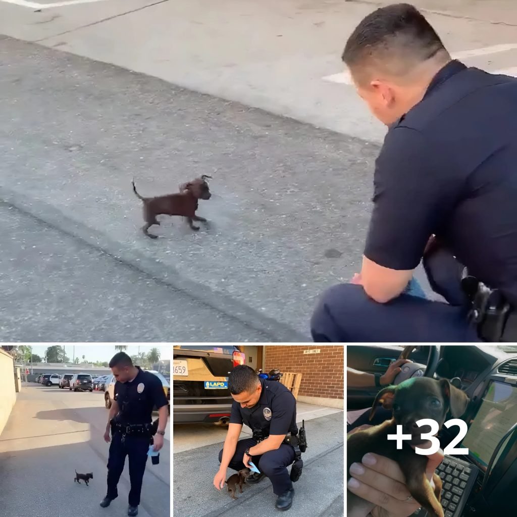 Un cachorro abandonado corre detrás de un amable extraño, sus patitas tiemblan de esperanza, rogando en silencio por cuidados y un lugar al que pertenecer.