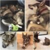 Un husky solitario selecciona un pequeño gatito del refugio y su conexión improbable se convierte en una amistad inquebrantable. – hmai