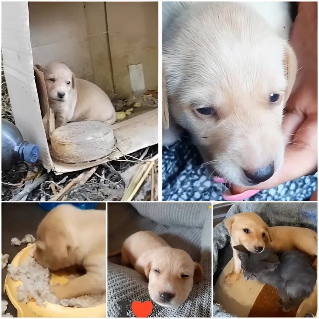 Un pequeño cachorro fue abandonado, demasiado joven para llorar, buscando desesperadamente el calor y la leche de su madre.