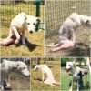 Un perro abandonado, abandonado y solo emprende un camino hacia la sanación y una vida llena de amor y alegría.