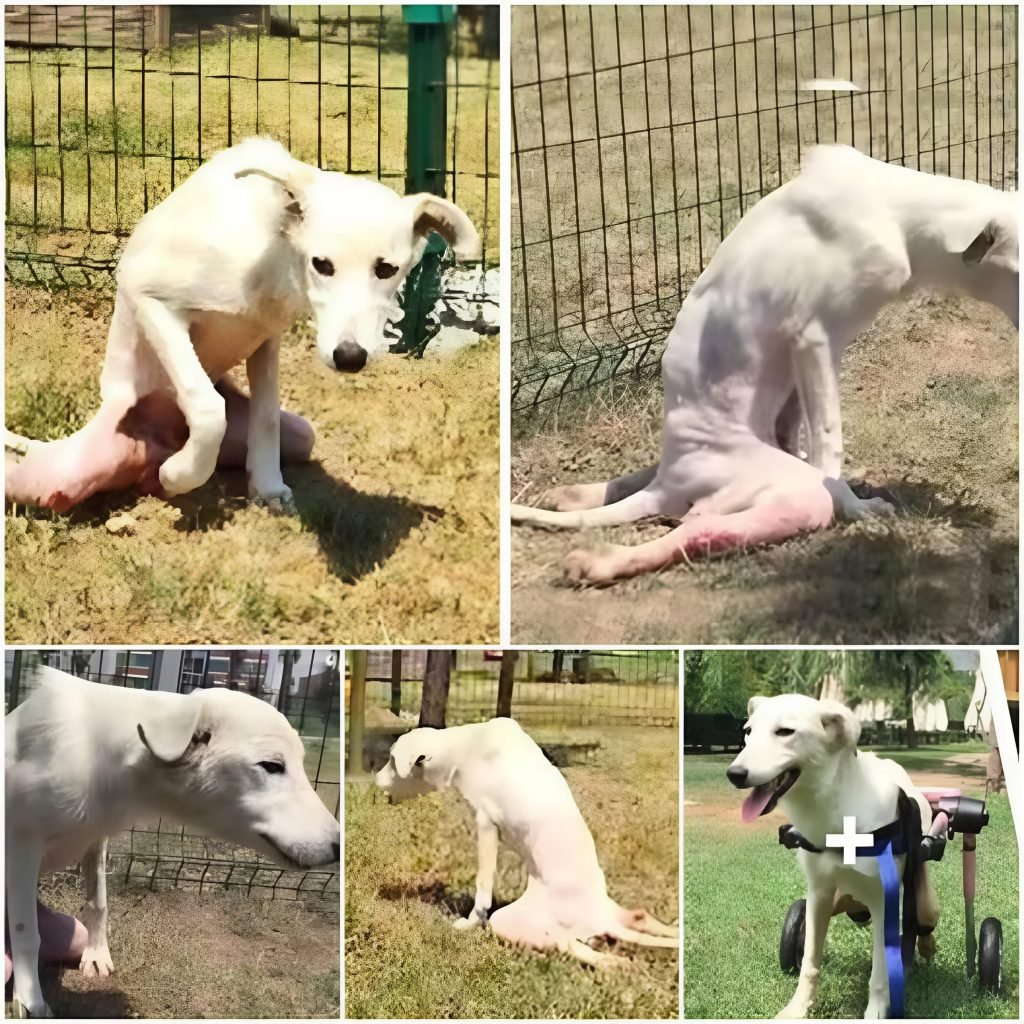 Un perro abandonado, abandonado y solo emprende un camino hacia la sanación y una vida llena de amor y alegría.