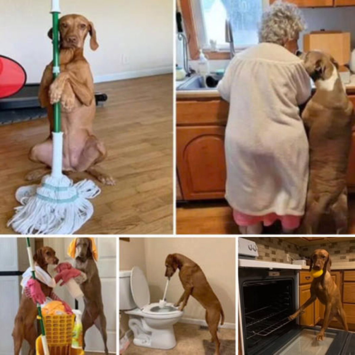 Un perro rescatado ayuda tiernamente a una abuela de 92 años con sus tareas diarias, ganándose los corazones de miles de personas en Internet.dvh