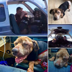 Un piloto de buen corazón viaja 450 millas para entregar a un perro de un refugio a su hogar definitivo, asegurándose de que sus últimos días estén rodeados de amor y cuidado.dvh