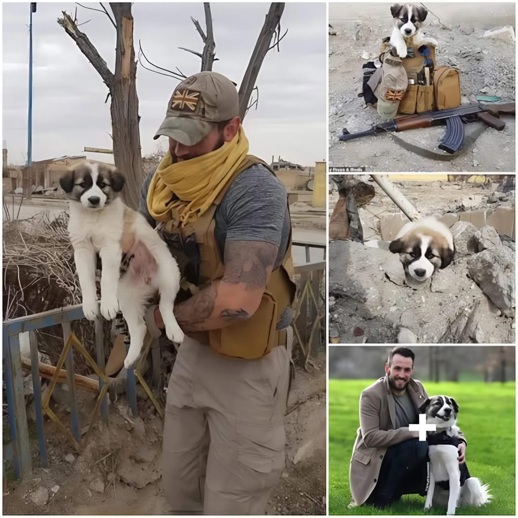 Un soldado salva a un perro callejero de un pueblo devastado por la guerra, ofreciéndole un futuro lleno de amor y seguridad.