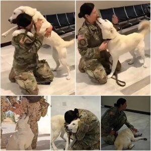 Un veterano se reencuentra con el perro que salvó durante el despliegue, una reunión conmovedora que muestra su vínculo duradero y su historia compartida de resiliencia y amistad.