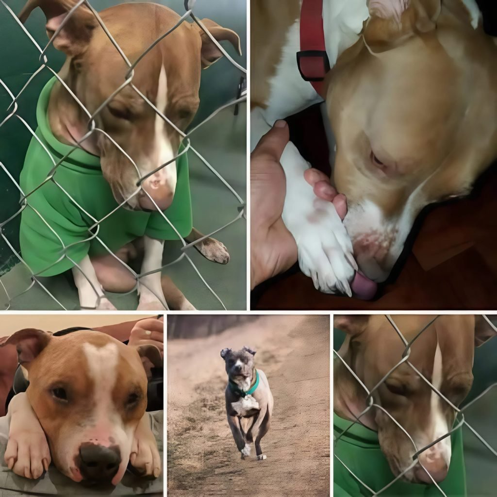 Una historia conmovedora se desarrolla cuando un niño solitario, abandonado para enfrentar la vida por su cuenta, encuentra una amistad firme y consuelo en la compañía leal de un perro callejero que permanece a su lado durante todo el proceso.