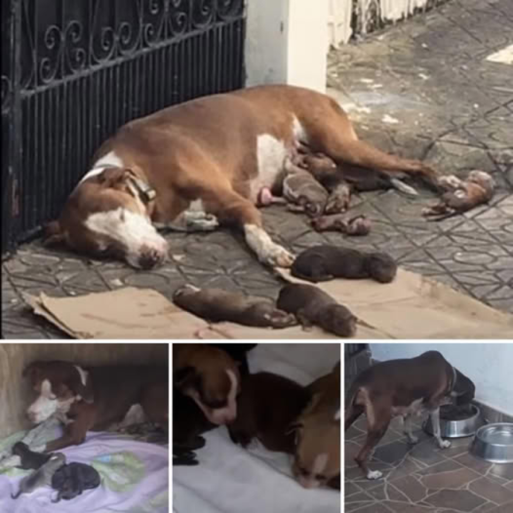 Una perrita hambrienta y sus recién nacidos desnutridos fueron salvados justo a tiempo.dvh