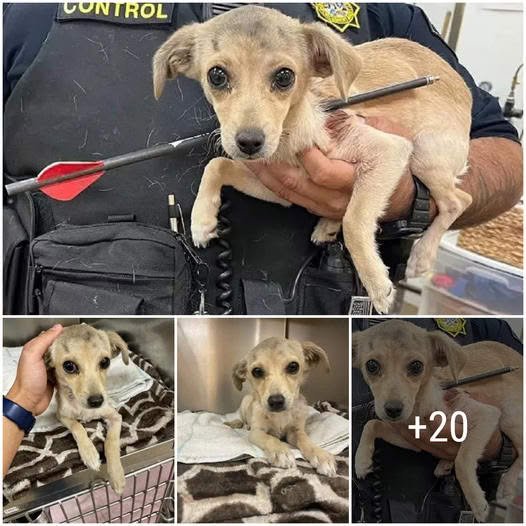 Unbelievable Odds Defied: The Remarkable Journey of ‘Arrow of Resilience’ Puppy – luantrum27