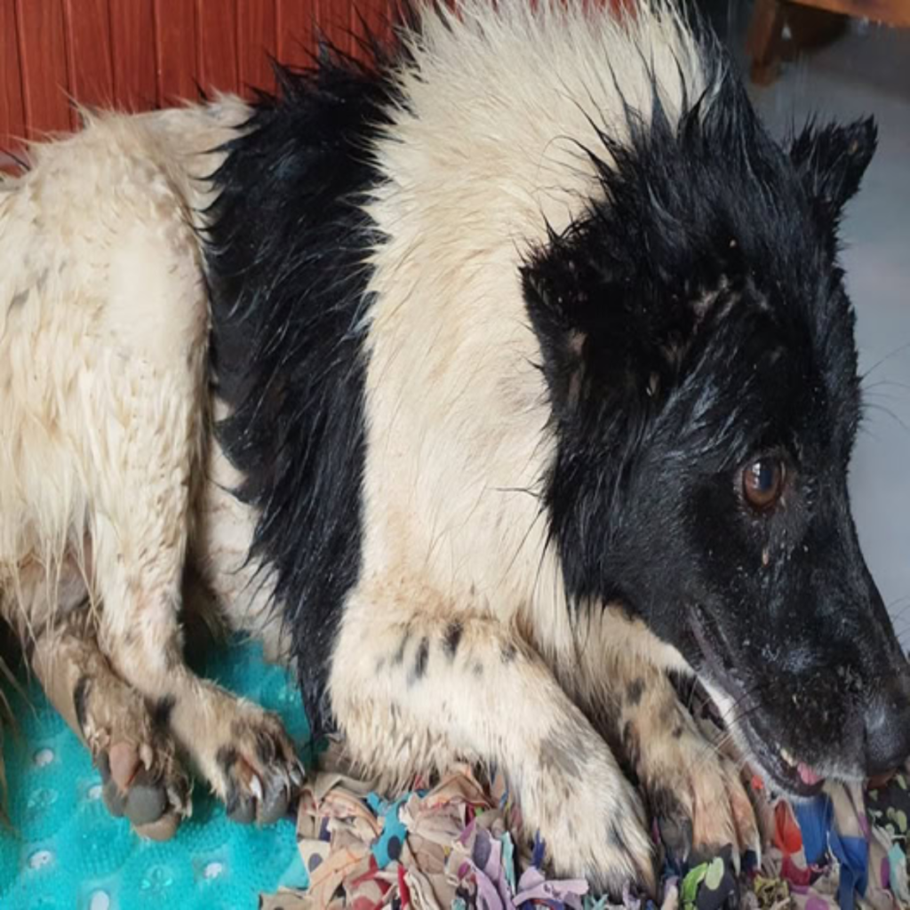 Until a nice gesture permanently alters his fate, a dog sleeps contentedly in an abandoned house.