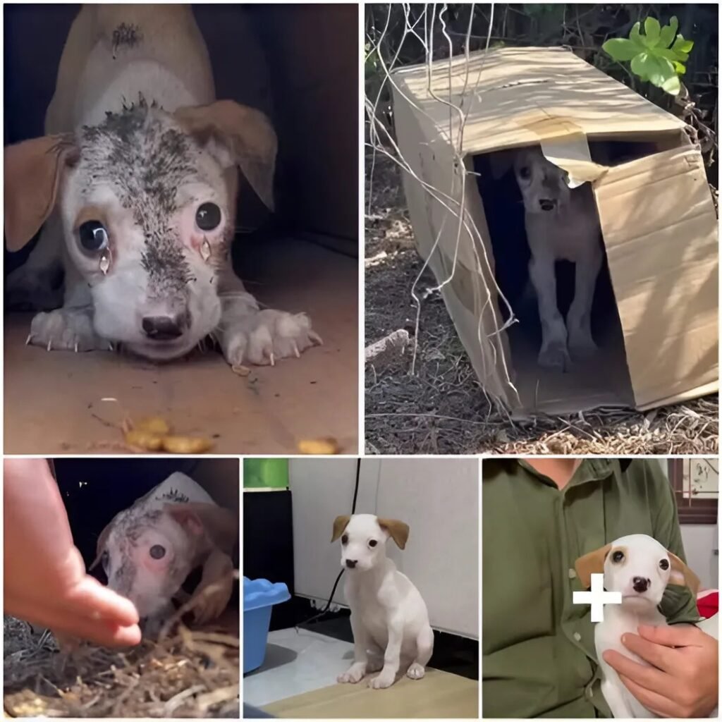 Ver al perro callejero temblando de frío con nada más que un trapo hecho jirones me hizo llorar. – hmai