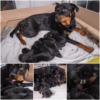 Welcoming a Bundle of Joy – A Mother Dog in the UK Gives Birth to 15 Puppies, Stealing Hearts Nationwide!dvh