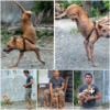 With his owner’s unwavering support, a dog born with only two front legs has learned to walk upright, showcasing remarkable resilience and determination-pvth