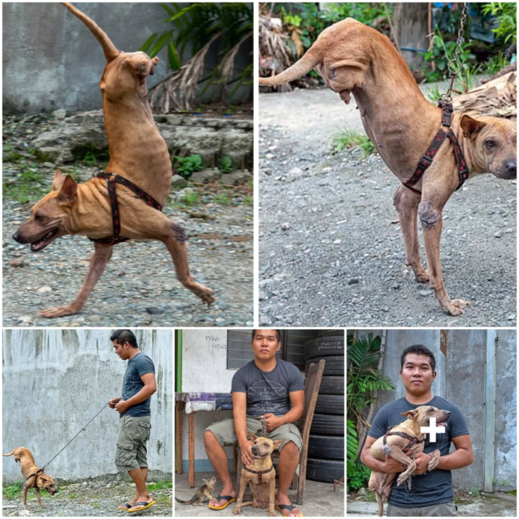 With his owner’s unwavering support, a dog born with only two front legs has learned to walk upright, showcasing remarkable resilience and determination-pvth