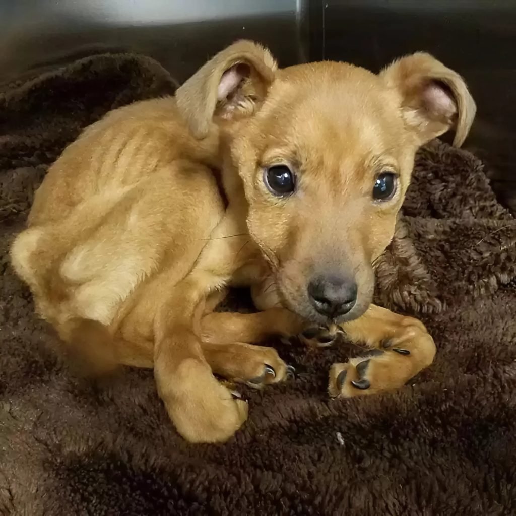 Without a cape, a hero! When good officers came to its aid, the poor abandoned puppy, who was thirsty and in need, was ecstatic.