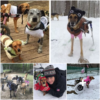 Woman gives a forever home to 5 disabled puppies, ensuring they thrive in a life full of love and happiness-pvth