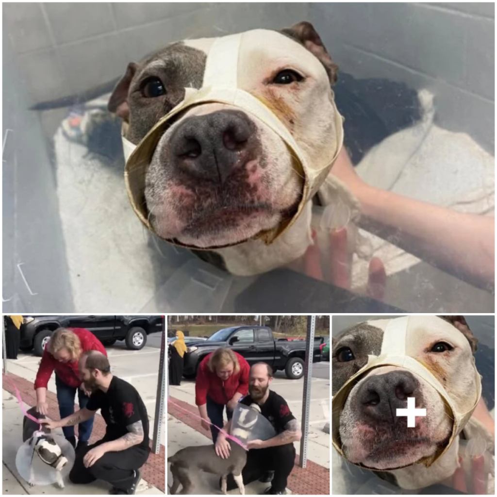 Wounded Dog, Lost After Her Owner’s Passing, Reunites with Familiar Faces Years Later-pvth