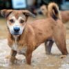 a stray dog was rescued from dangerous floodwaters.