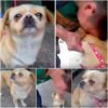 Al comprender que lo estaban abandonando, el perro se estremeció y gimió, sus ojos se llenaron de tristeza mientras veía a su dueño alejarse. – hmai